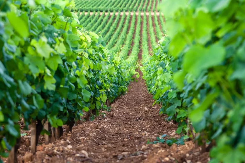 Close-up of the rich Tuscan soil in the vineyard